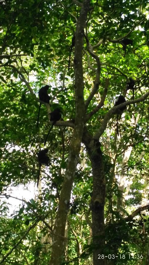 Appartamento Al Sasaki Tetebatu Esterno foto